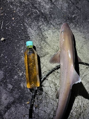 ホシザメの釣果