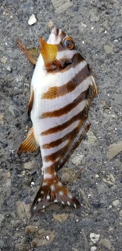 タカノハダイの釣果