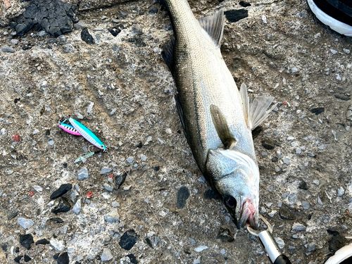 フッコ（マルスズキ）の釣果