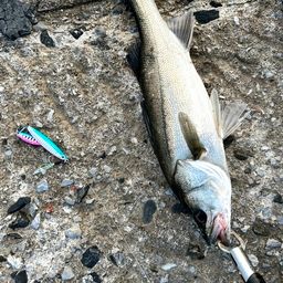 フッコ（マルスズキ）