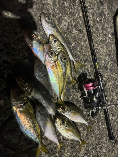 アジの釣果