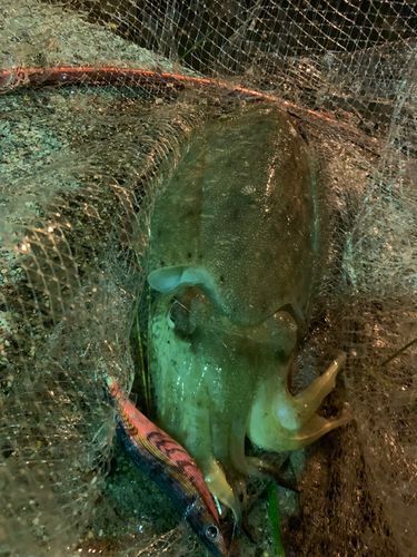 コウイカの釣果