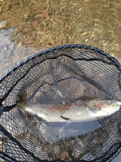 ニジマスの釣果