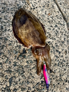 カミナリイカの釣果