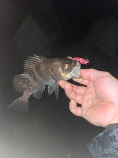 シロメバルの釣果