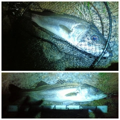 シーバスの釣果