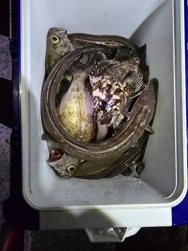 アナゴの釣果