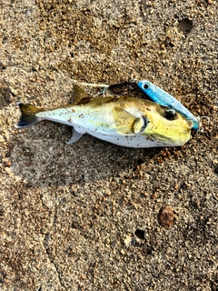 シロサバフグの釣果