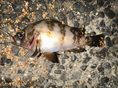シロメバルの釣果
