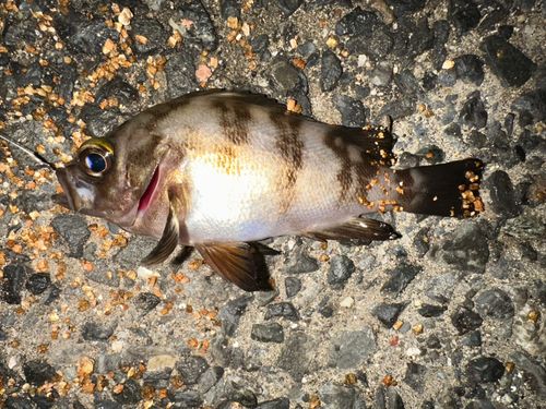 シロメバルの釣果