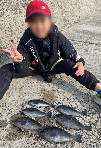 メジナの釣果