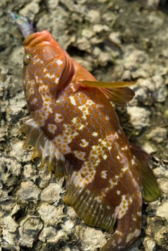 キジハタの釣果