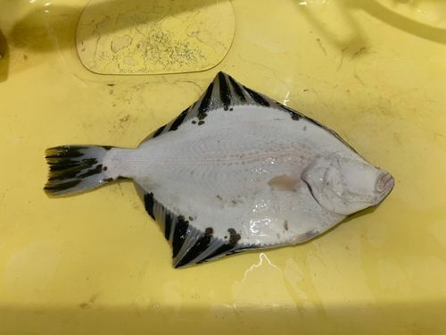 カワガレイの釣果