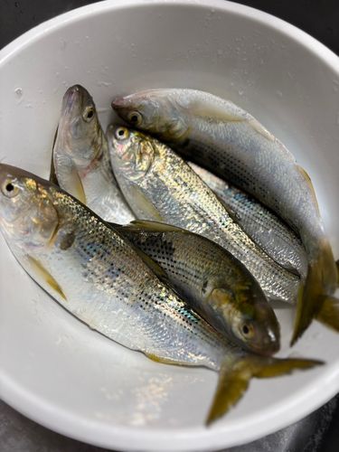 コノシロの釣果