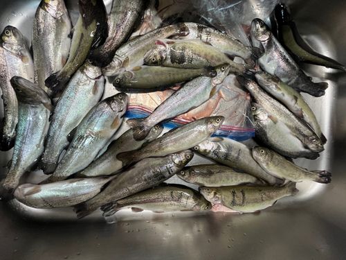 ニジマスの釣果