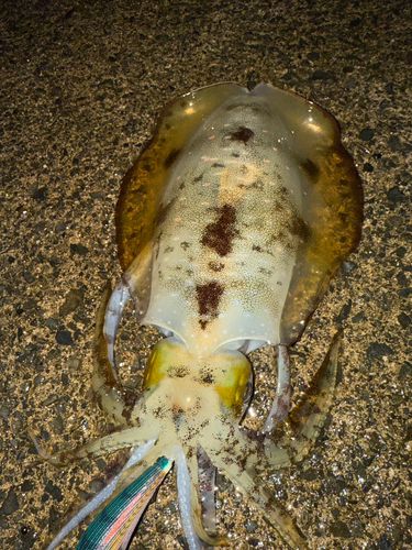 アオリイカの釣果