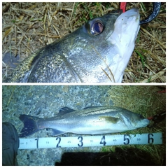 シーバスの釣果