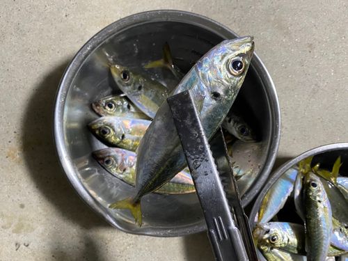 アジの釣果