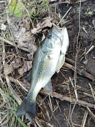 ラージマウスバスの釣果