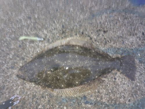 ヒラメの釣果
