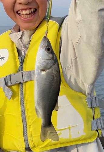 セイゴ（ヒラスズキ）の釣果