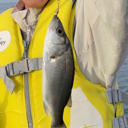 セイゴ（ヒラスズキ）