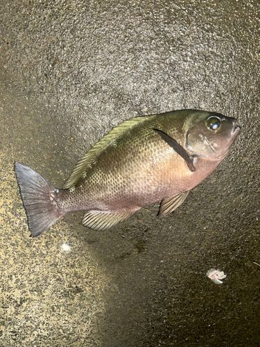 メジナの釣果