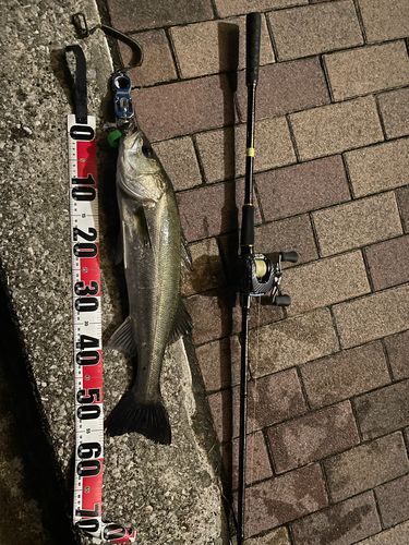 シーバスの釣果