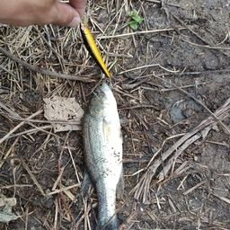 ラージマウスバス