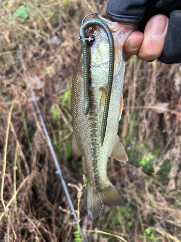 ラージマウスバスの釣果