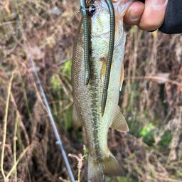 ラージマウスバス