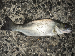 マルスズキの釣果