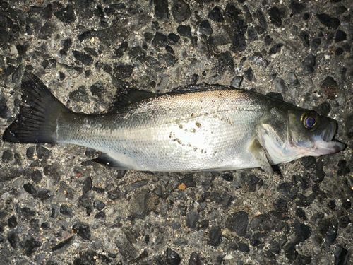 マルスズキの釣果