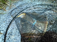 アカエイの釣果