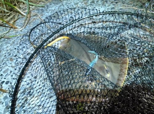 アカエイの釣果