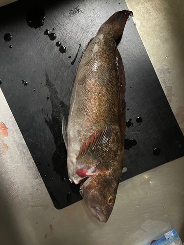 アイナメの釣果