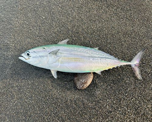 ヒラソウダの釣果