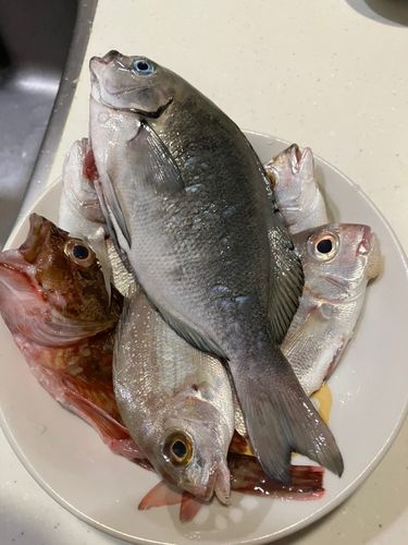 グレの釣果