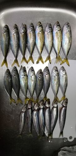 アジの釣果