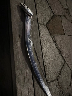 タチウオの釣果