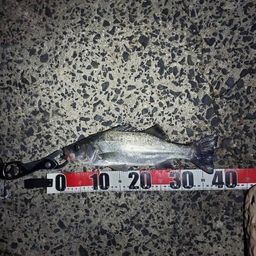 セイゴ（ヒラスズキ）