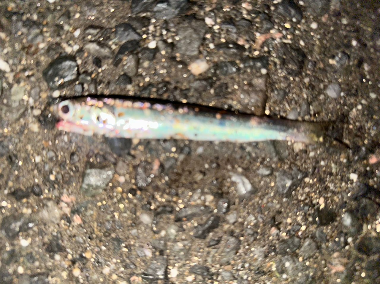 カタクチイワシ