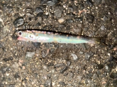 カタクチイワシの釣果