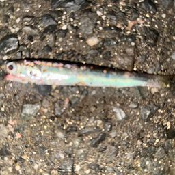 カタクチイワシ