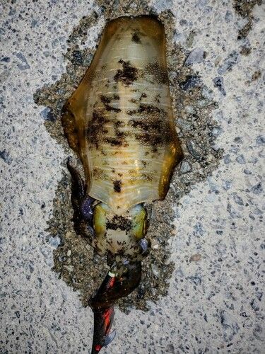 アオリイカの釣果