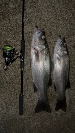 セイゴ（ヒラスズキ）の釣果