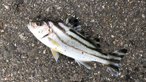 コトヒキの釣果