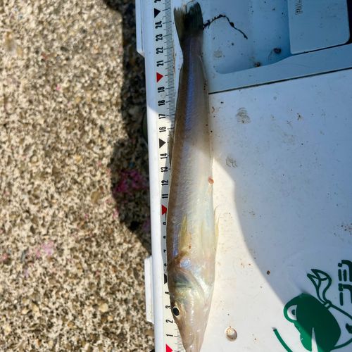 シロギスの釣果