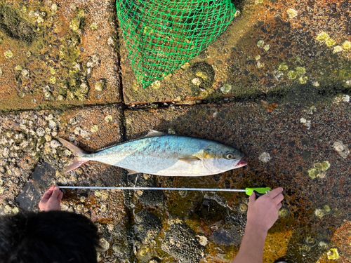 ヒラマサの釣果