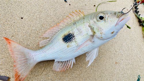 マトフエフキの釣果